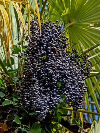 Пальма Трахикарпус Форчуна (лат. Trachycarpus fortunei), саженец, 1 шт