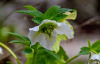 Морозник кавказский (лат. Helleborus caucasicus), семена