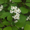 Боярышник крупноколючковый (лат. Crataegus macracantha), семена