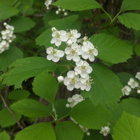 Боярышник крупноколючковый (лат. Crataegus macracantha), семена