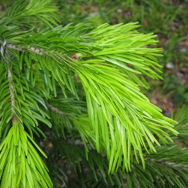 Пихта гималайская (лат. Abies pindrow), семена