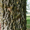 Каркас западный (лат. Celtis occidentalis), семена