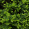 Пихта Семенова (лат. Abies semenovii), семена 