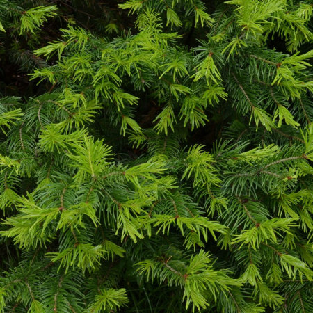 Пихта Семенова (лат. Abies semenovii), семена 