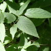 Каркас западный (лат. Celtis occidentalis), семена