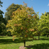 Рябина смешанная (лат. Sorbus commixta), семена