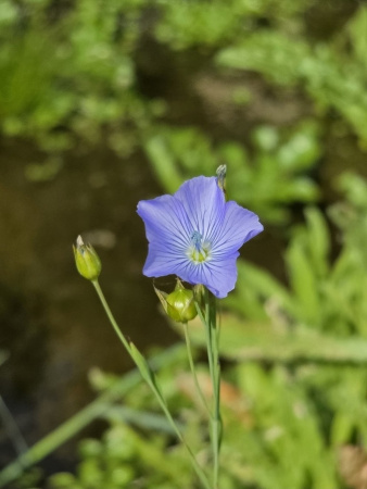 Лен обыкновенный голубой (лат. Linum usitatissimum), семена 200 шт