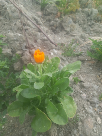 Календула лекарственная многолетняя (лат. Calendula officinalis), семена 50 шт