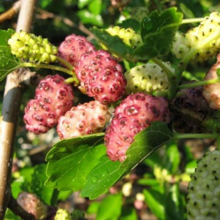 Шелковица белая (лат. Mоrus аlba), розовые плоды