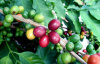 Кофе аравийский (лат. Coffea arabica), саженец, 1 шт