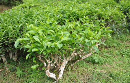 Камелия китайская (лат. Camellia sinensis), семена