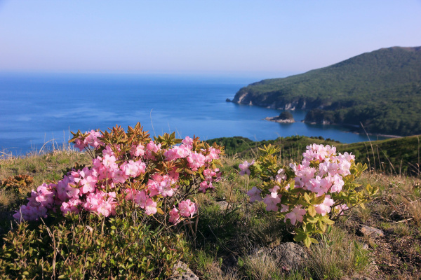 Рододендрон Шлиппенбаха ф.розовая (Rhododendron schlippenbachii f.rosea), семена 0,05 грамм