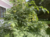 Клекачка перистая (лат. Staphylea pinnata), семена