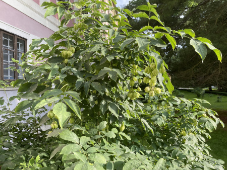 Клекачка перистая (лат. Staphylea pinnata), семена