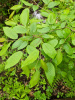 Граб каролинский (лат. Carpinus caroliniana), семена