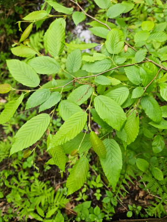 Граб каролинский (лат. Carpinus caroliniana), семена