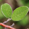 Кизильник черноплодный (лат. Cotoneaster melanocarpus), семена