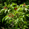 Бузина красная (лат. Sambucus racemosa), семена 
