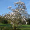 Магнолия Суланджа (лат. Magnolia × soulangeana), семена