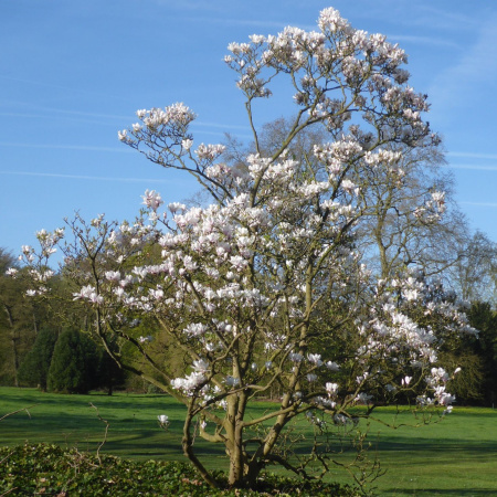 Магнолия Суланджа (лат. Magnolia × soulangeana), семена