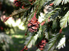 Секвойя вечнозеленая (лат. Sequoia sempervirens), семена 0,2 грамма