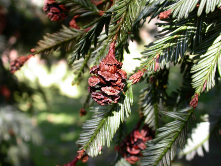 Секвойя вечнозеленая (лат. Sequoia sempervirens), семена 0,2 грамма