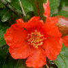 Гранат обыкновенный (лат. Punica granatum), семена