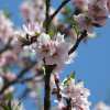 Персик Давида (лат. Prunus davidiana), семена