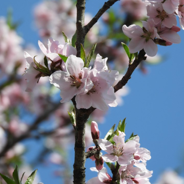 Персик Давида (лат. Prunus davidiana), семена
