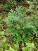 Пион Делавея (лат. Paeonia delavayi), семена