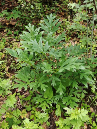 Пион Делавея (лат. Paeonia delavayi), семена