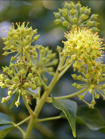 Плющ обыкновенный (лат. Hedera helix), семена