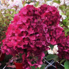 Гортензия метельчатая Самарская Лидия (лат. Hydrangea paniculata 'Samarskaya Lidiya')