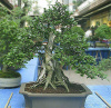 Бирючина японская (лат. Ligustrum japonicum), семена