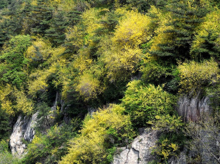 Форзиция свисающая (лат. Forsythia suspensa), семена