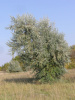 Лох узколистный (лат. Elaeagnus angustifolia), семена