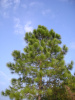 Сосна Массона (лат. Pinus Massoniana), семена