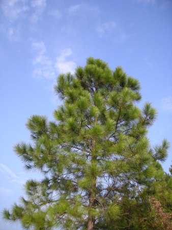 Сосна Массона (лат. Pinus Massoniana), семена