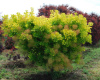 Скумпия кожевенная Голден Спирит (Cotinus coggygria 'Golden Spirit'), семена