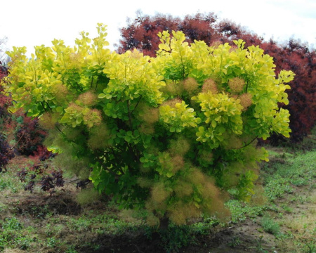 Скумпия кожевенная Голден Спирит (Cotinus coggygria 'Golden Spirit'), семена