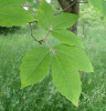Клен Максимовича (лат. Acer maximowiczianum), семена