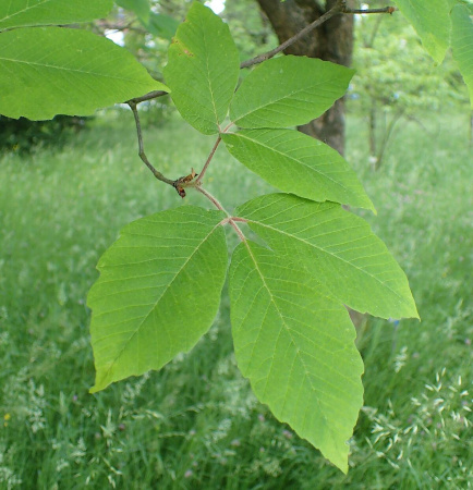 Клен Максимовича (лат. Acer maximowiczianum), семена