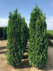 Туя западная Колумна (Thuja occidentalis 'Columna'), семена