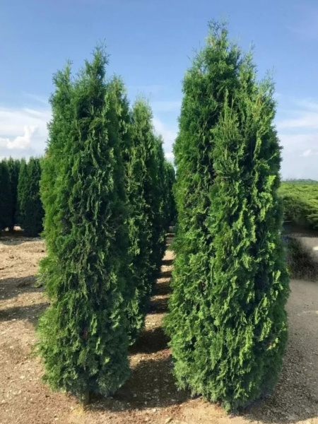 Туя западная Колумна (Thuja occidentalis 'Columna'), семена