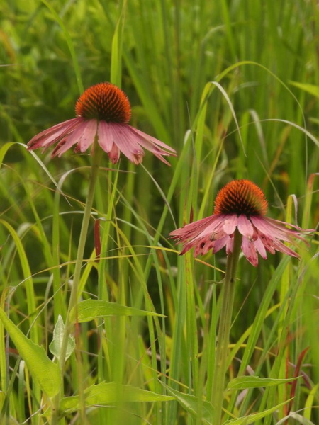 Эхинацея пурпурная (лат. Echinacea purpurea), семена 100 шт