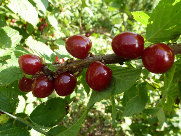 Вишня войлочная (лат. Prunus tomentosa), семена