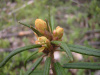 Рододендрон войлочный, или болотный (лат. Rhododendron tomentosum), семена 0,05 грамм