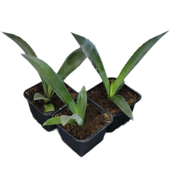Агава американская (лат. Agave americana), саженцы, 3 шт 