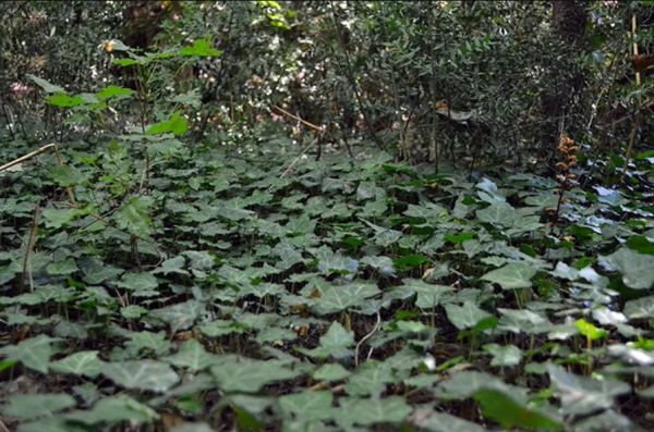 Плющ обыкновенный вар. Крымский (лат. Hedera helix var.taurika), семена