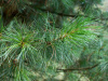Сосна кедровая сибирская, или Сибирский кедр  (лат. Pinus sibirica), семена